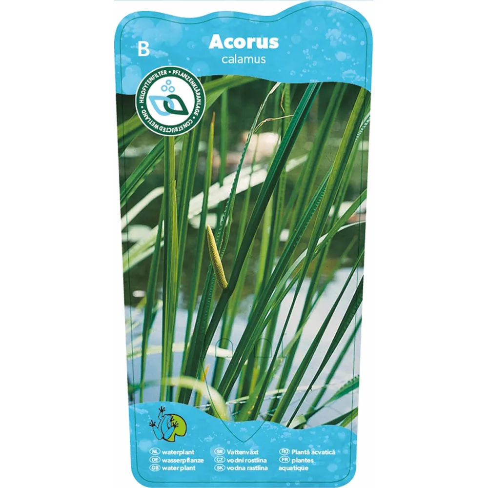 Dammväxt Acorus Calamus