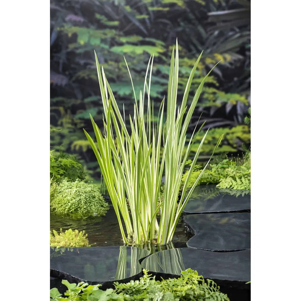 Dammväxt Acorus Calamus Variegata