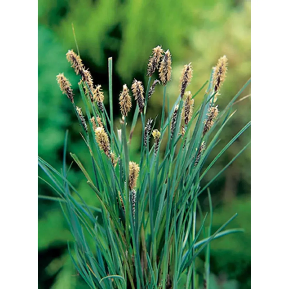Dammväxt Carex Panacea