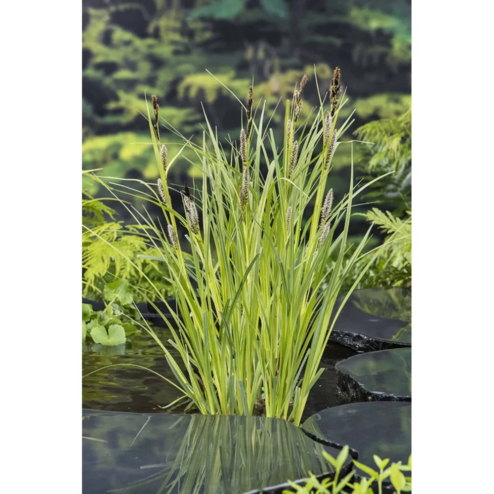 Dammväxt Carex Riparia
