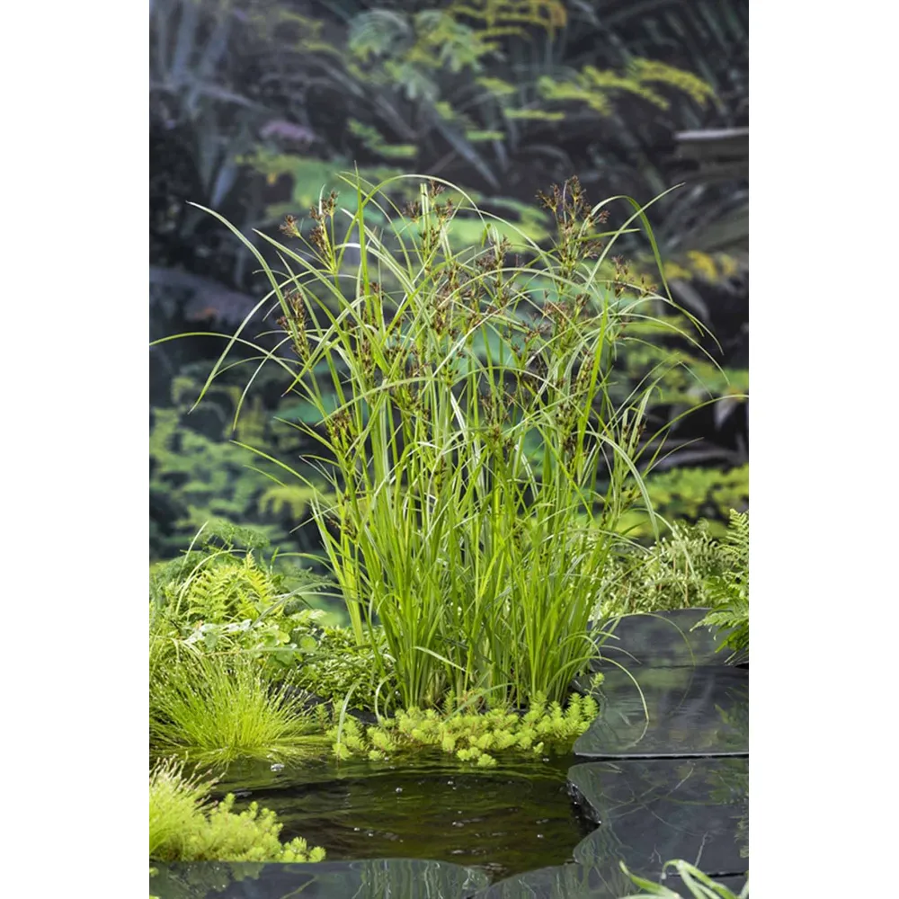 Dammväxt Cyperus Longus