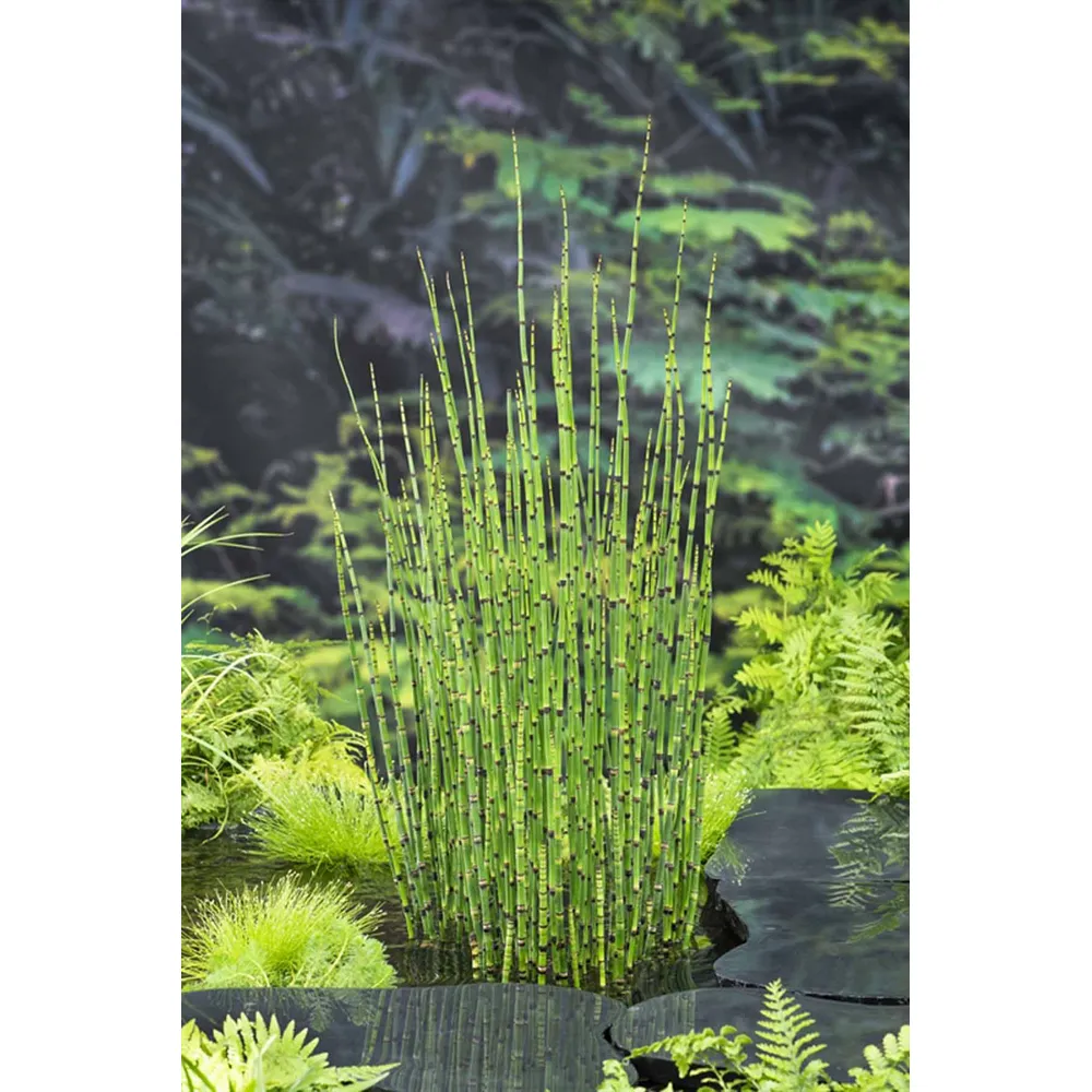 Dammväxt Equisetum Japonicum