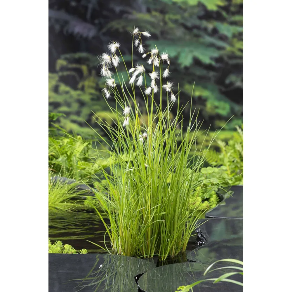 Dammväxt Eriophorum Angustifolium
