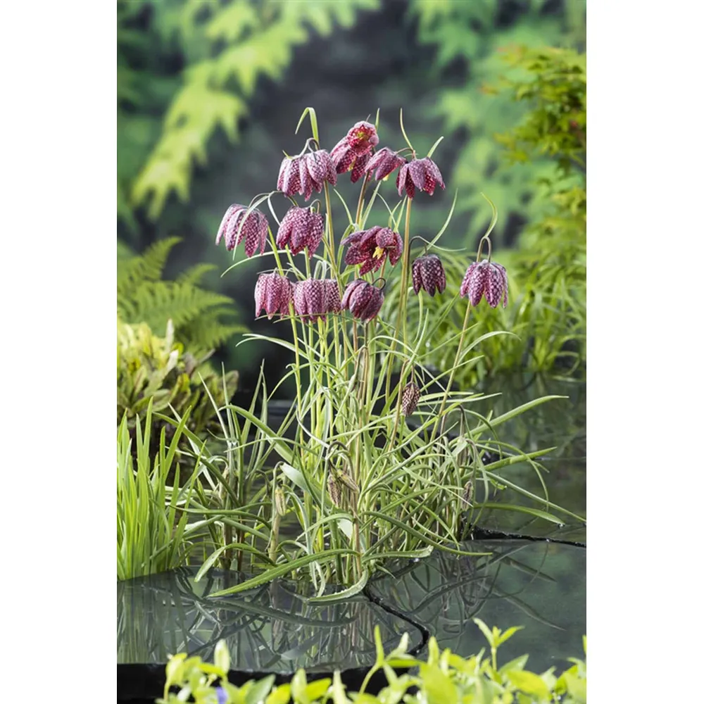 Dammväxt Fritillaria Meleagris