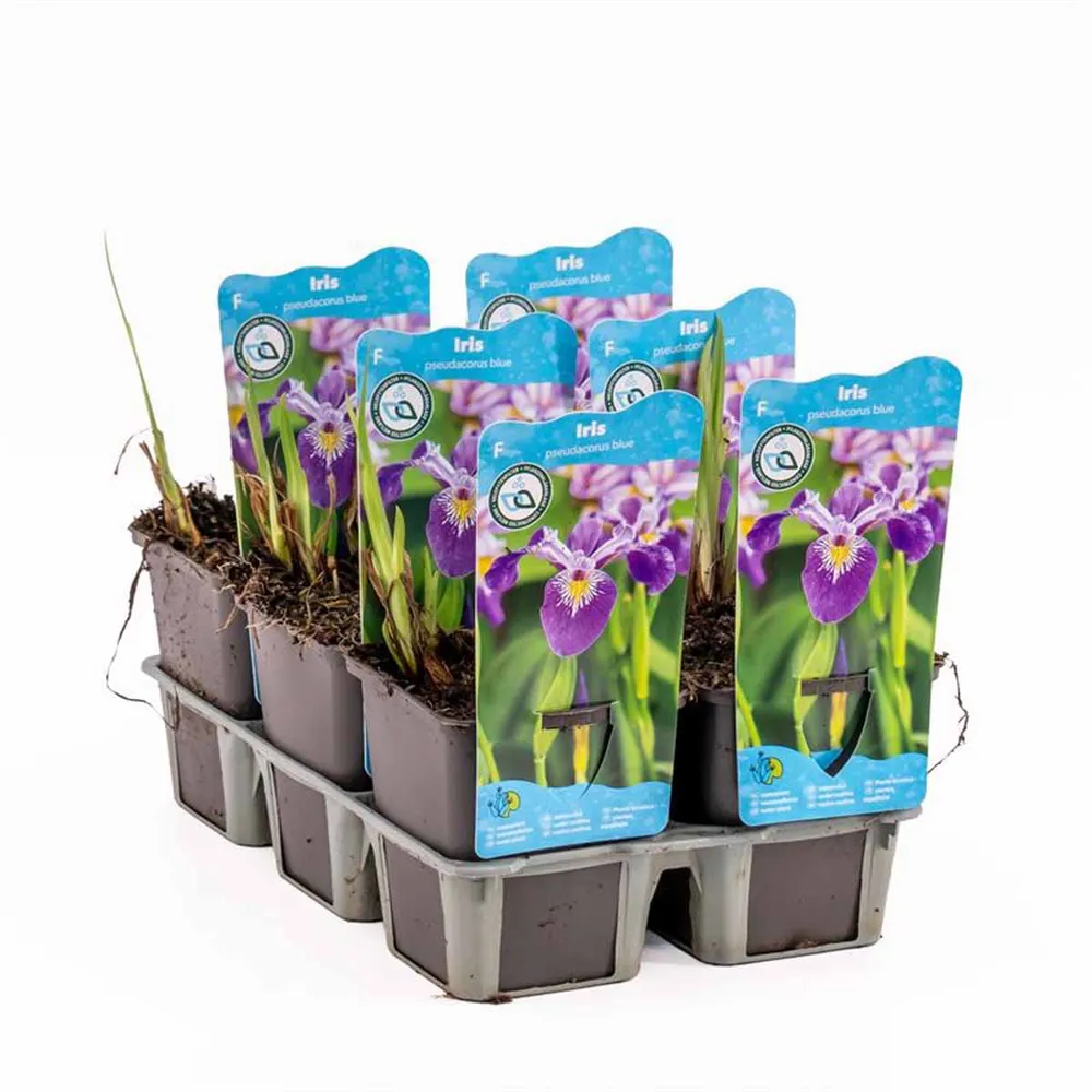 Dammväxt Iris Pseudacorus Blue