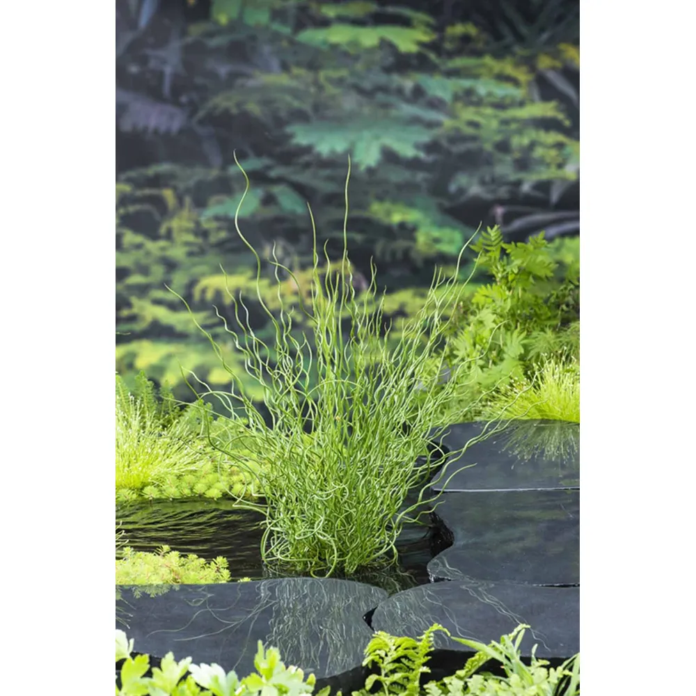 Dammväxt Juncus Effusus Spiralis