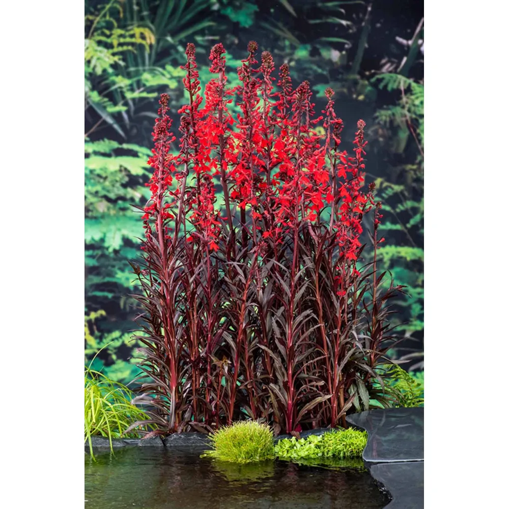 Dammväxt Lobelia Fulgens Queen Victoria