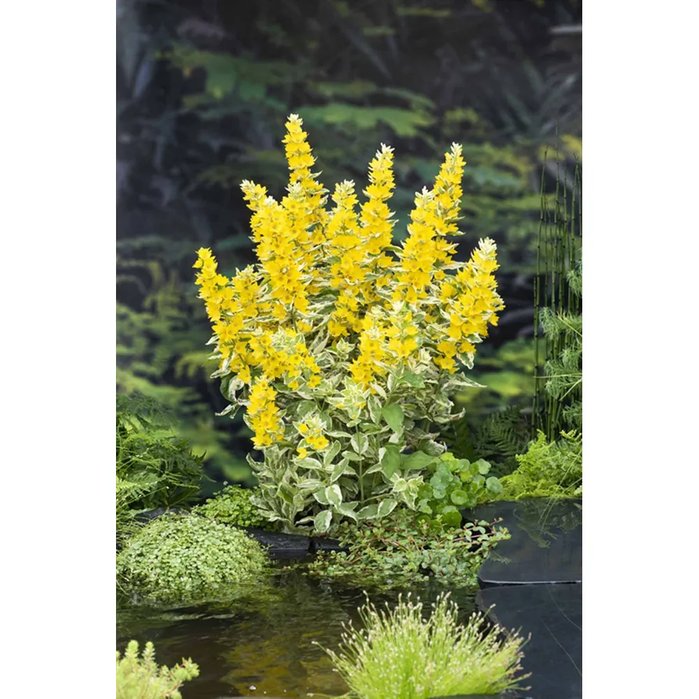 Dammväxt Lysimachia 'Variegata'
