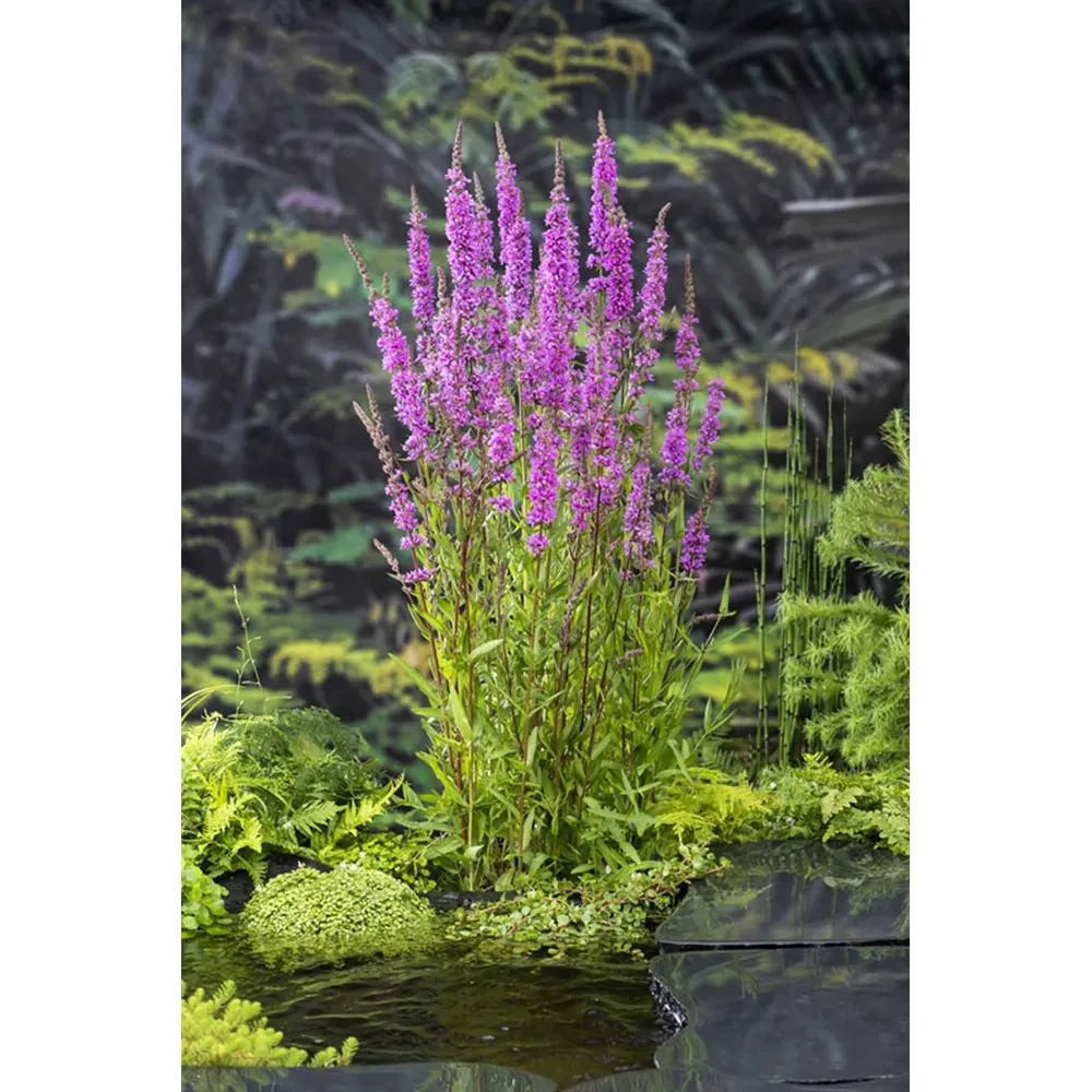 Dammväxt Lythrum Salicaria