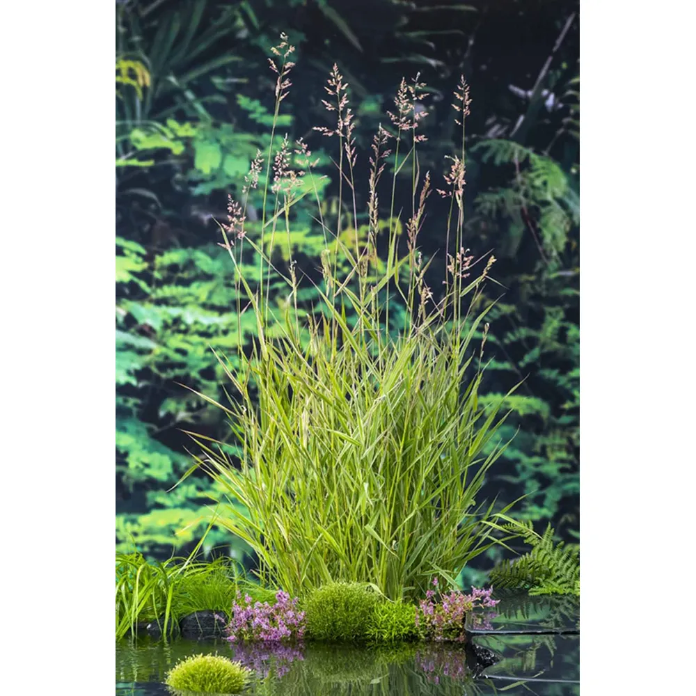 Dammväxt Phragmites Australis