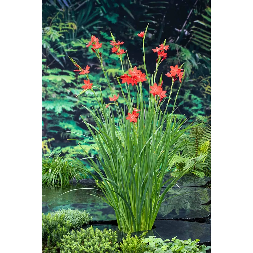 Dammväxt Schizostylis Coccinea Major