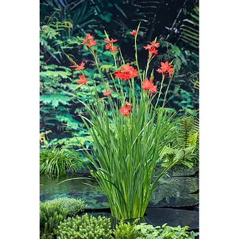 Dammväxt Schizostylis Coccinea Major