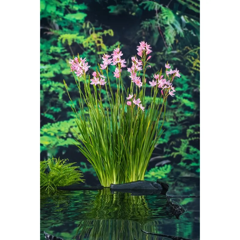 Dammväxt Schizostylis Coccinea Mrs Hegarty