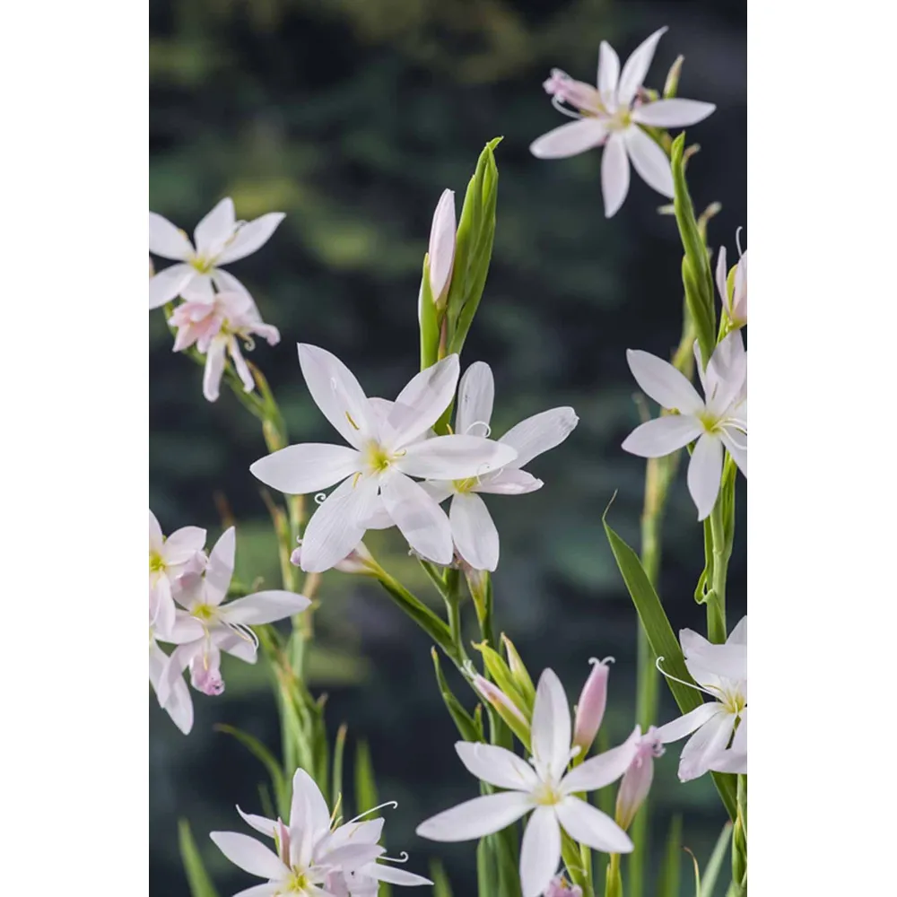 Dammväxt Schizosylis Coccinea 'Alba'