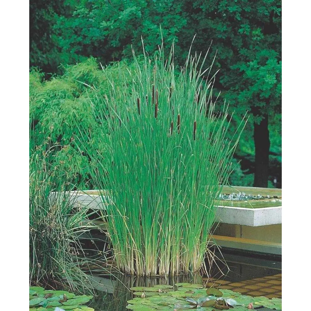 Dammväxt Typha Angustifolia