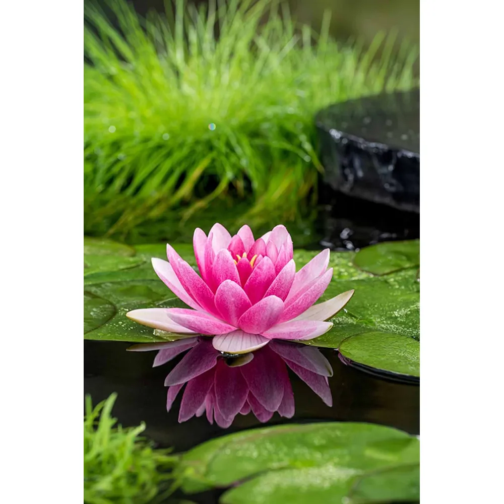 Dammväxt Nymphaea Charles De Meurville