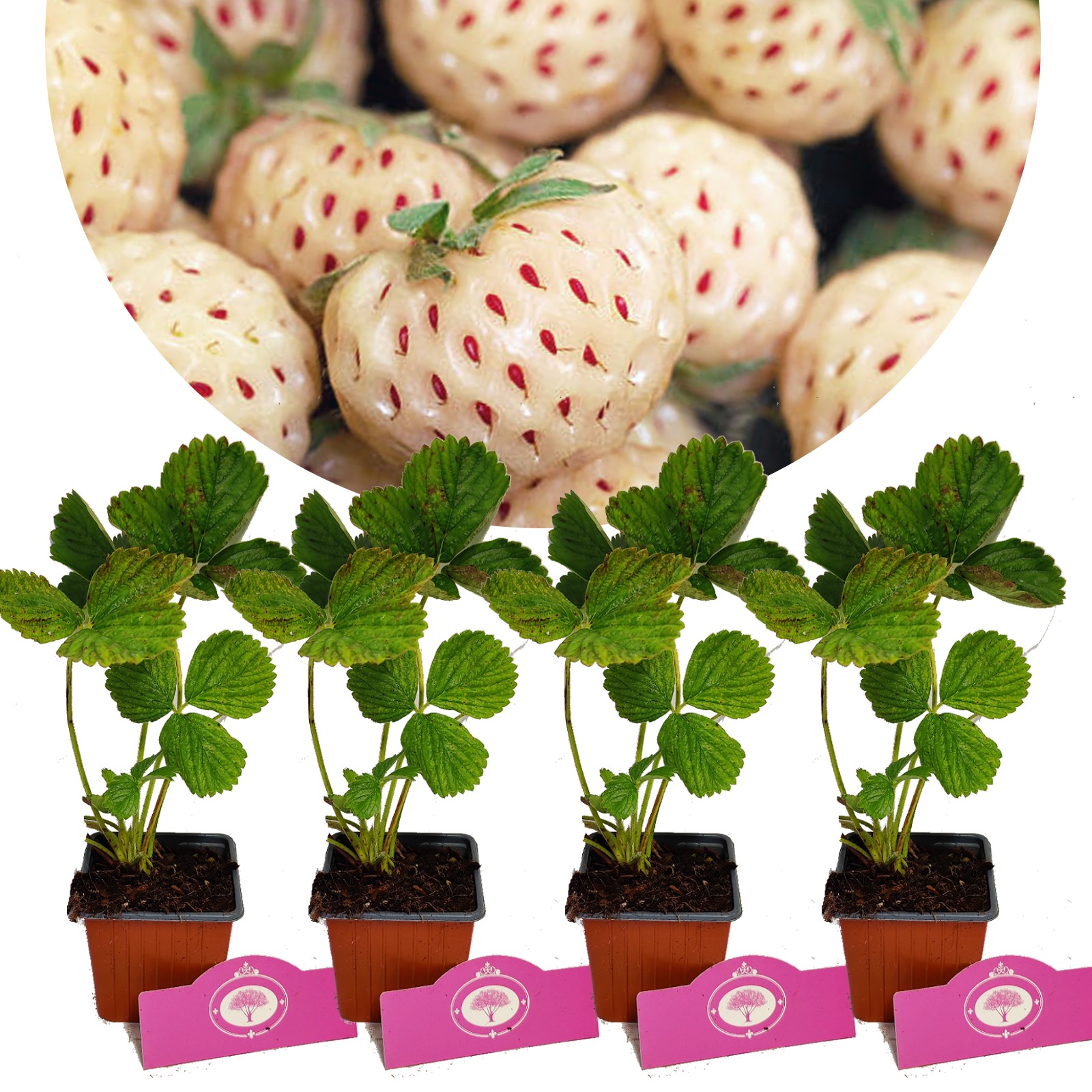 Fragaria x ananassa ’ Ananas’  Vit Jordgubbe