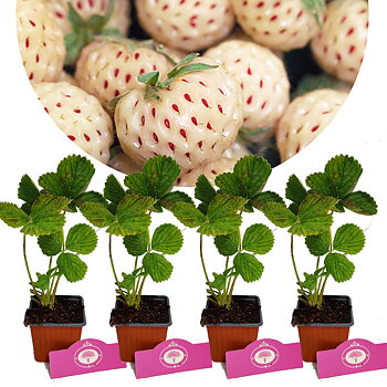 Fragaria x ananassa ’ Ananas’  Vit Jordgubbe