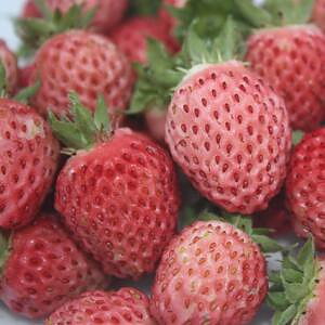Fragaria x ananassa ’ Bubble’  Jordgubbe