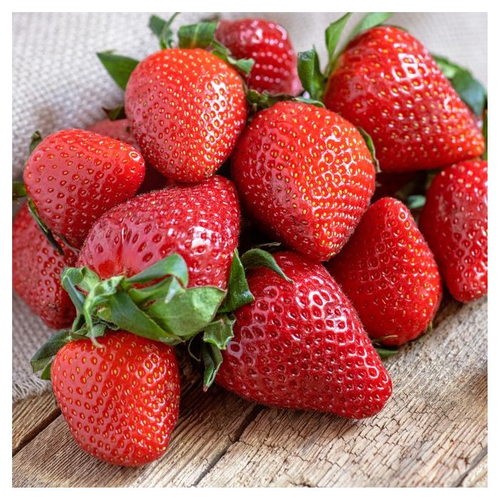 Fragaria x ananassa ’ Faith’  Jordgubbe