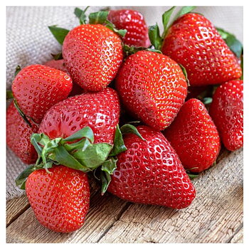 Fragaria x ananassa ’ Faith’  Jordgubbe