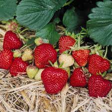 Fragaria x ananassa ’ Falco’  Jordgubbe