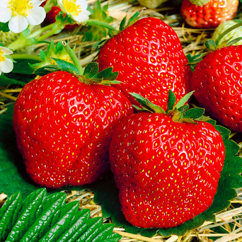 Fragaria x ananassa ’ Flair’  Jordgubbe