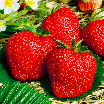 Fragaria x ananassa ’ Flair’  Jordgubbe