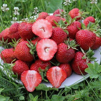 Fragaria x ananassa ’ Florentina’  Jordgubbe