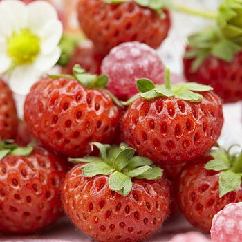 Fragaria x ananassa ’ Hallon’  Jordgubbe