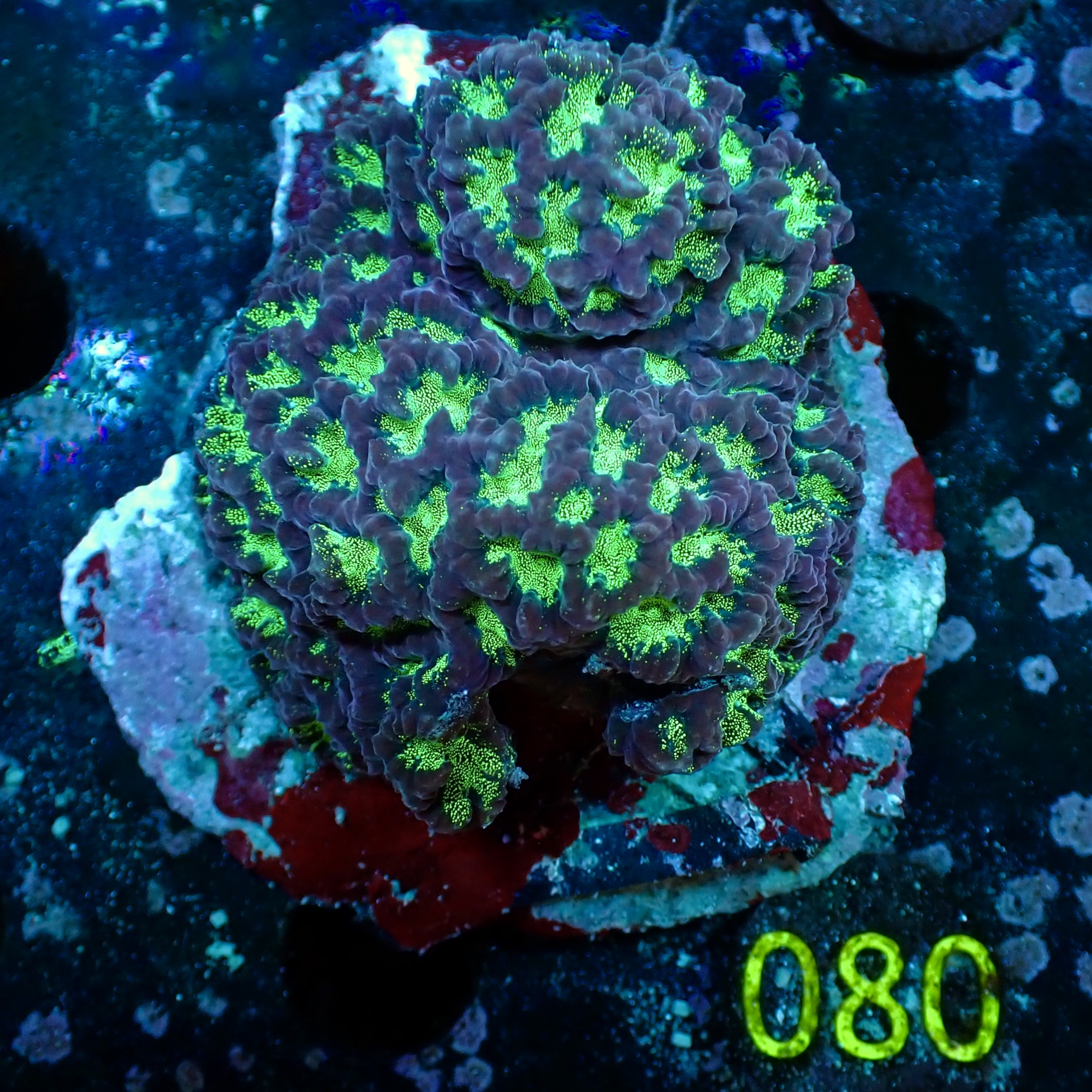 Favites spp.