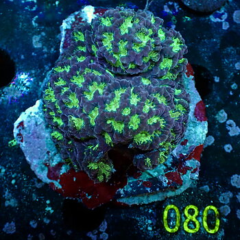 Favites spp.