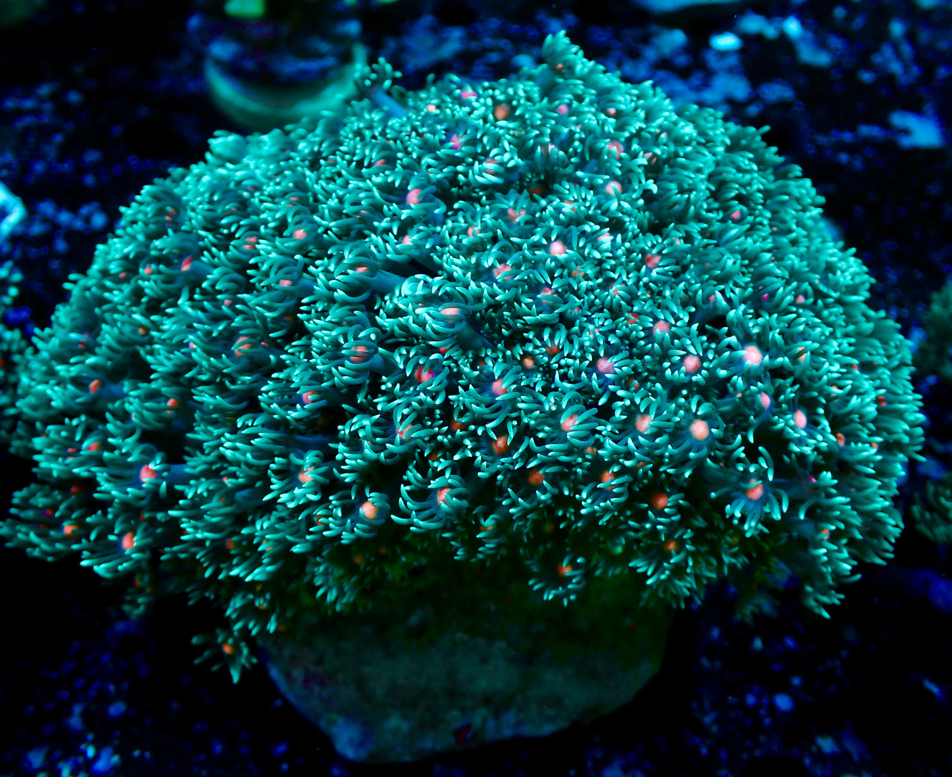 Goniopora sp.  Flower Pot bi-color 