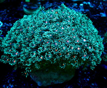 Goniopora sp.  Flower Pot bi-color 