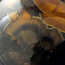 Isak Isaksson (2000s) Unique Chawan Bowl with Black/Brown Crystalline Glaze 12 cm  #3