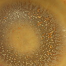 Carl-Harry Stålhane (1950s) Yellow Miniature Bowl 5 cm (#41)