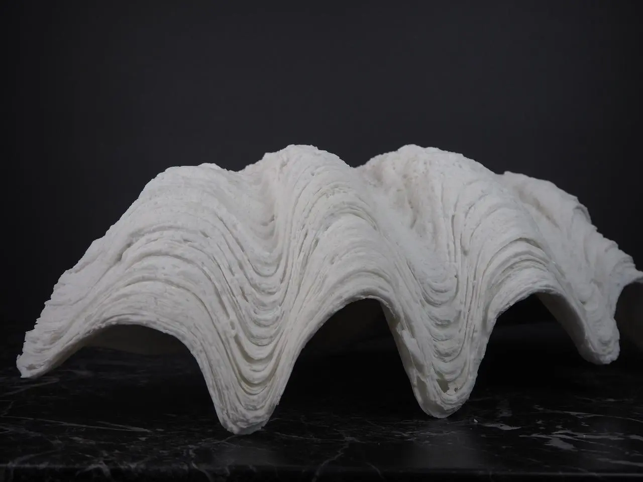 Clam Shell Galera - 4