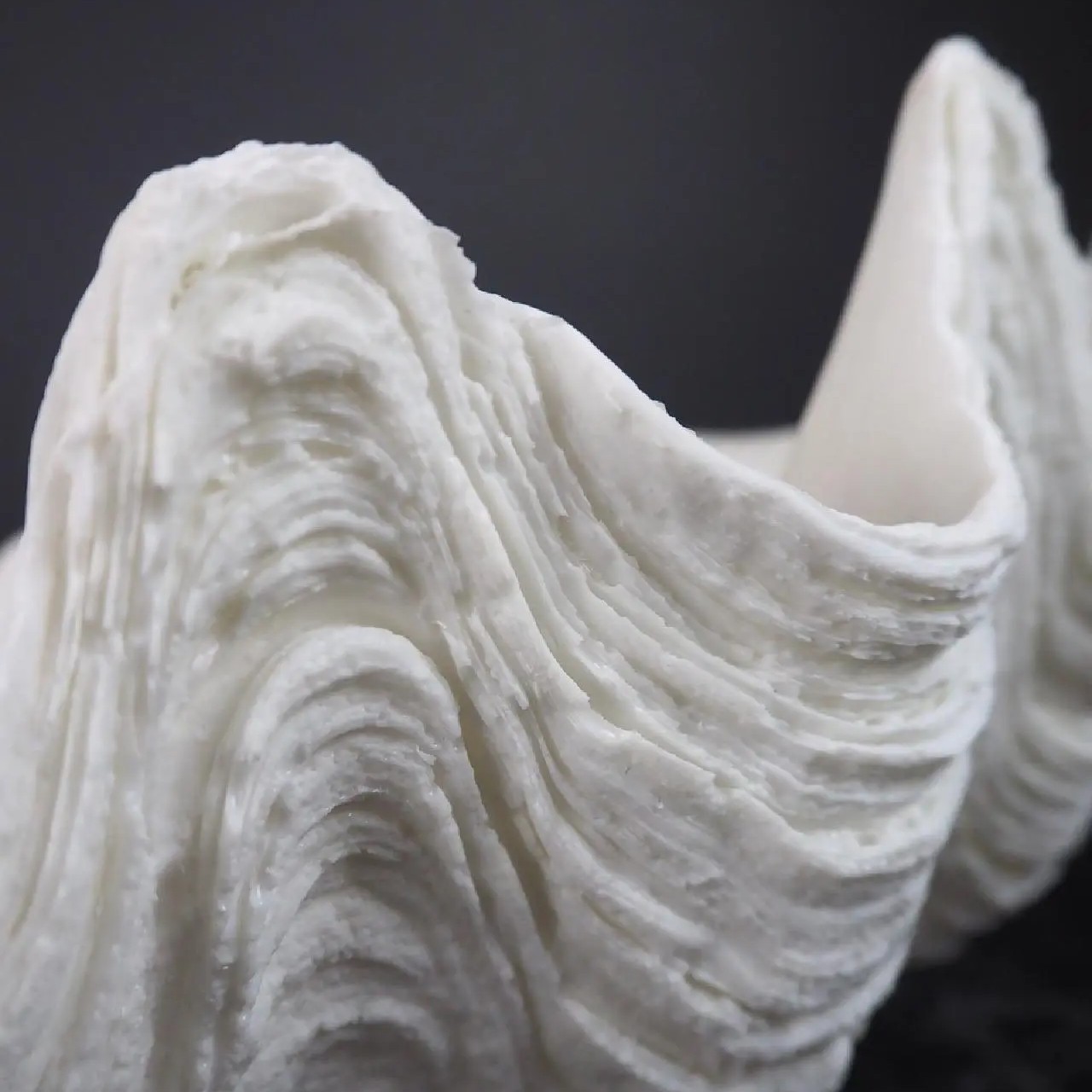 Clam Shell Galera - 2