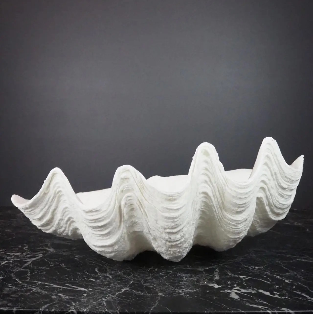 Clam Shell Galera