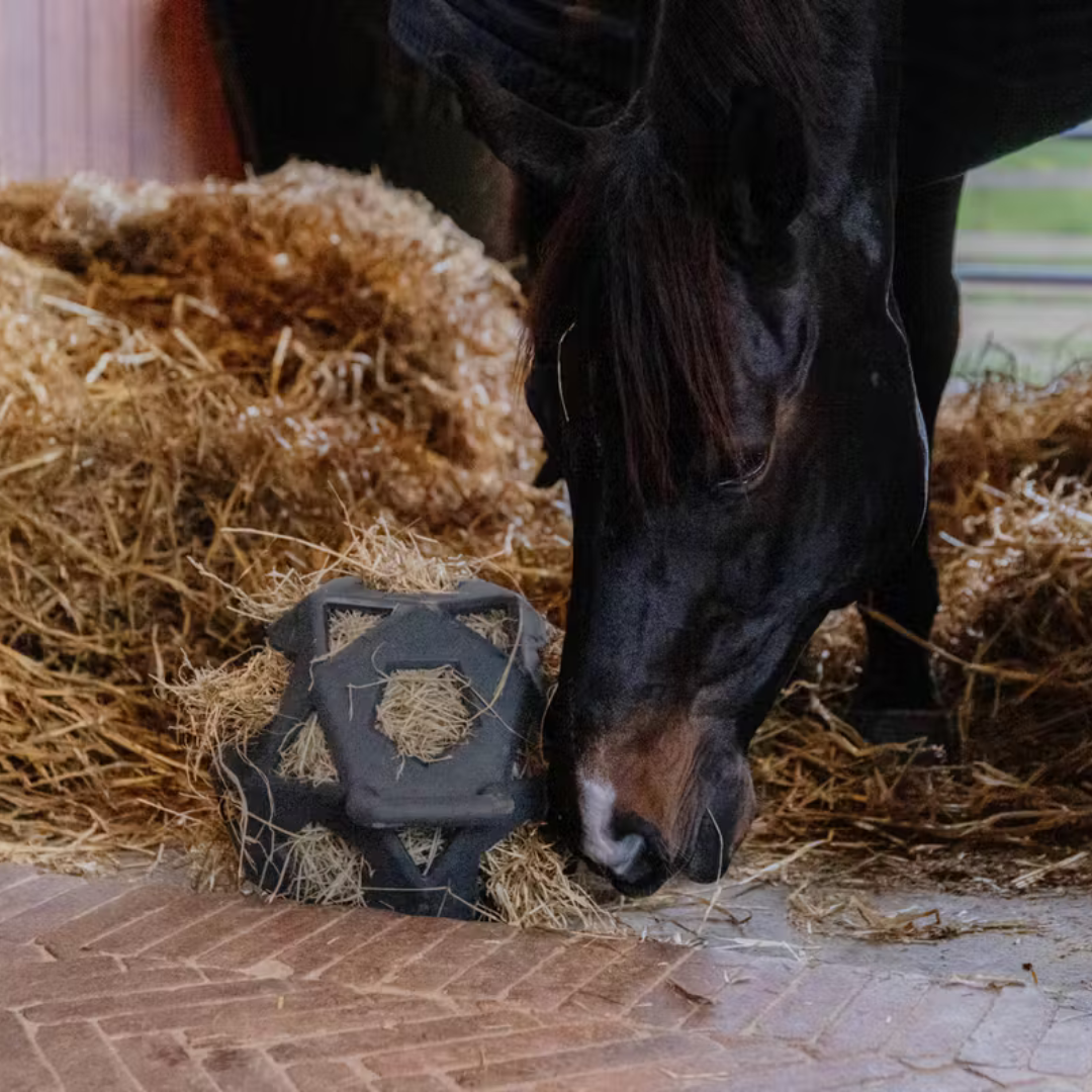 KENTUCKY RELAX HORSE PLAY & HAY BALL  - 3