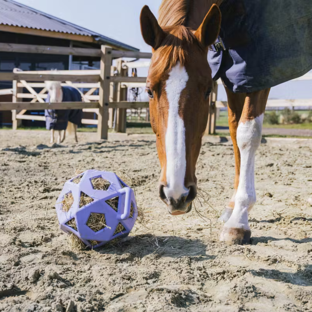 KENTUCKY RELAX HORSE PLAY & HAY BALL  - 12