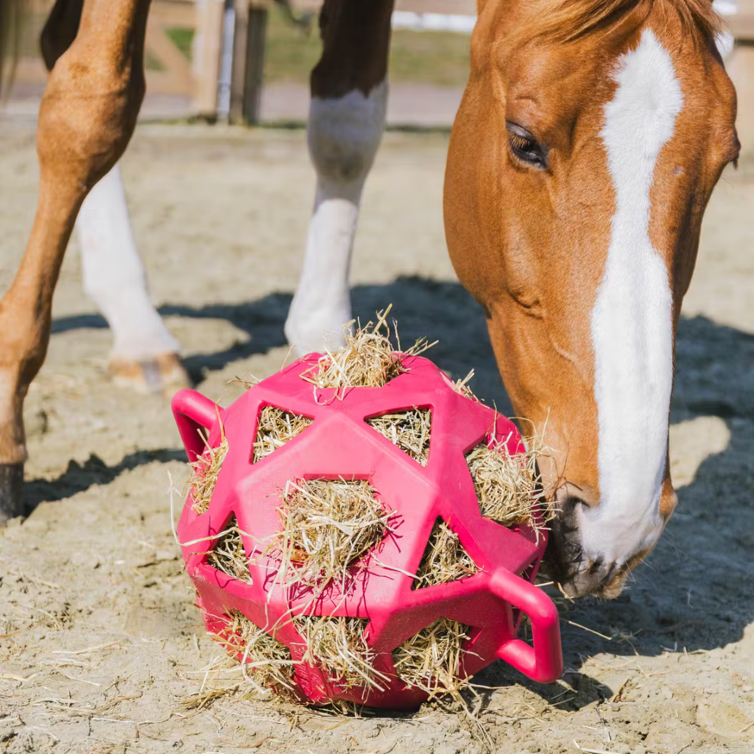 KENTUCKY RELAX HORSE PLAY & HAY BALL  - 6