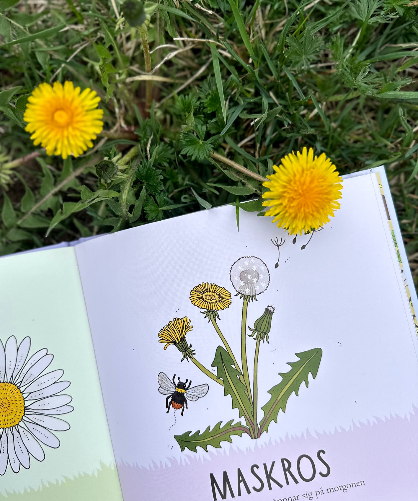 Pekbok - Upptäck naturen Blommor - 4