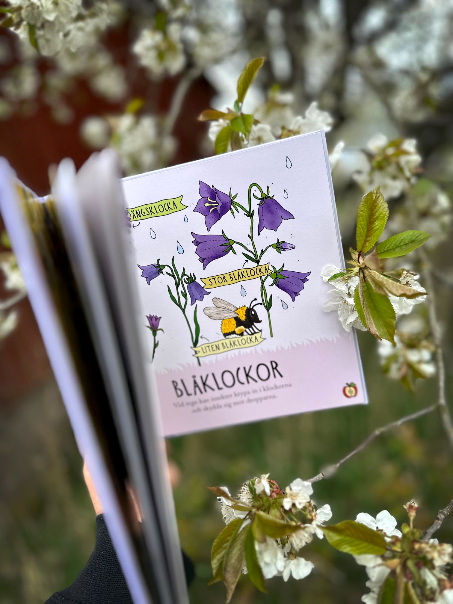 Pekbok - Upptäck naturen Blommor - 3