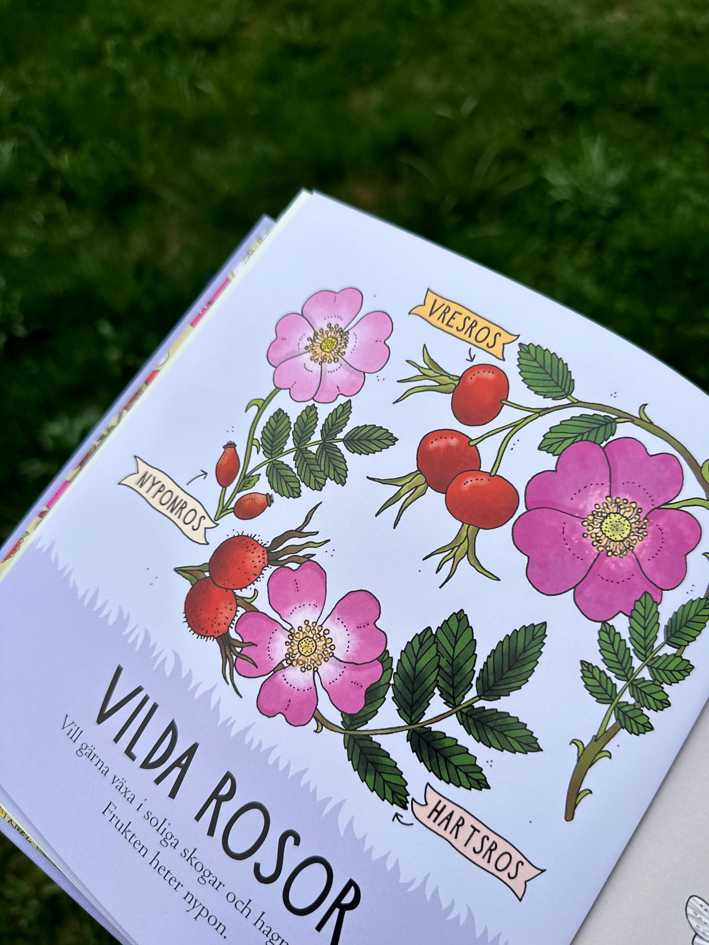 Pekbok - Upptäck naturen Blommor - 7
