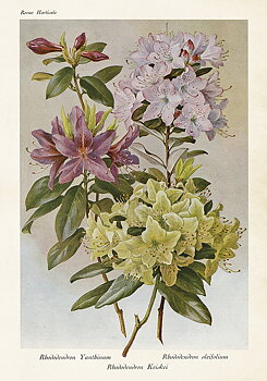 Juliste Vintage Rhododendron 35x50cm kauniita asioita