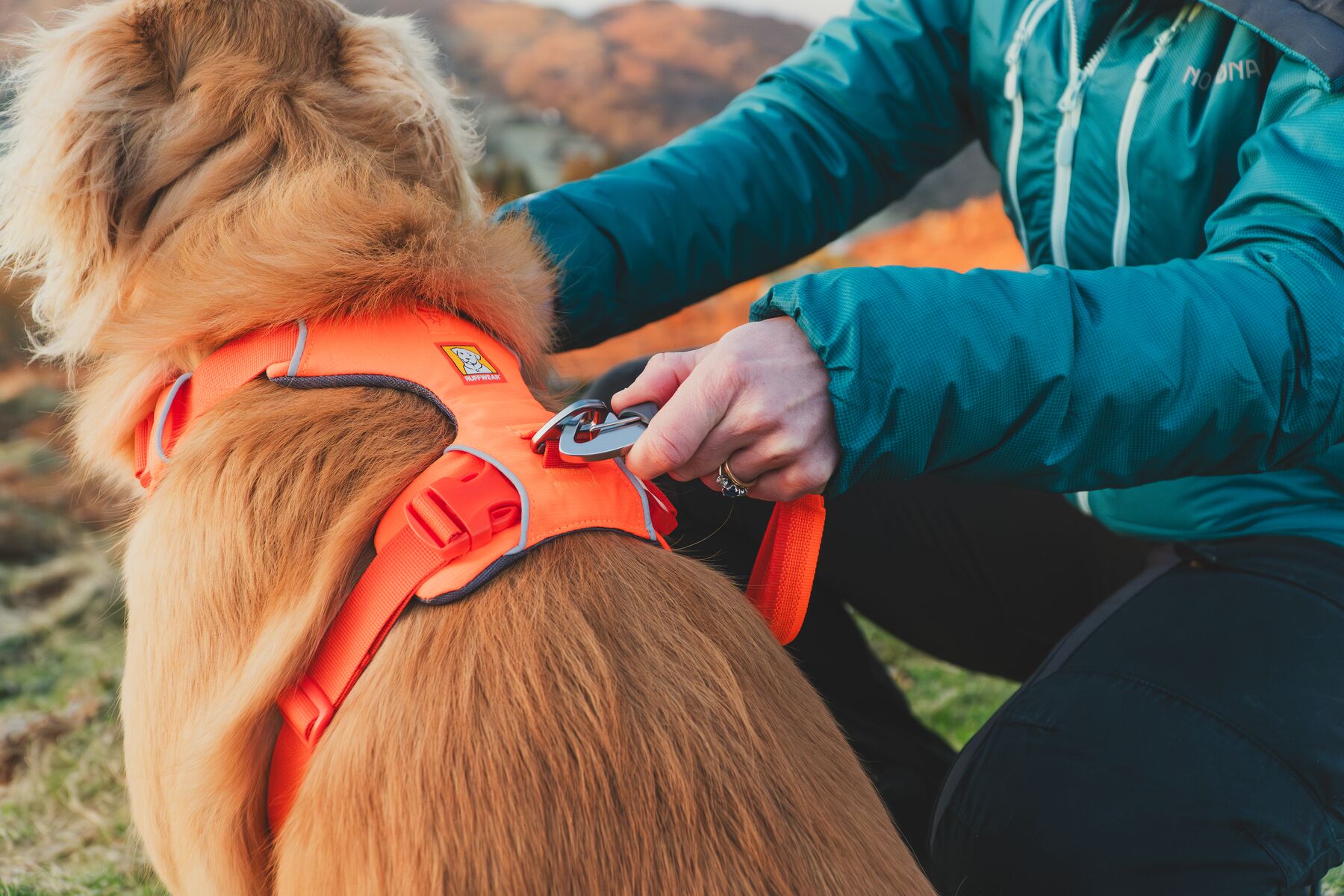 Ruffwear Front Range Dog Harness – Blaze Orange