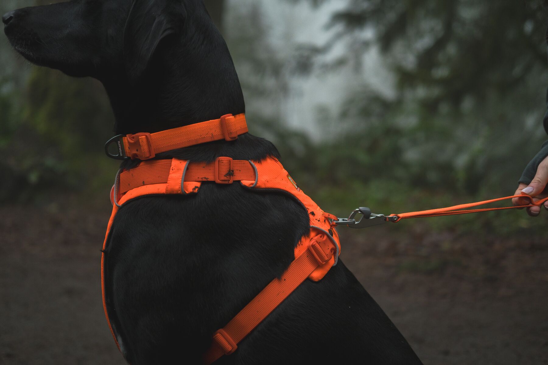 Ruffwear Front Range Dog Harness – Blaze Orange