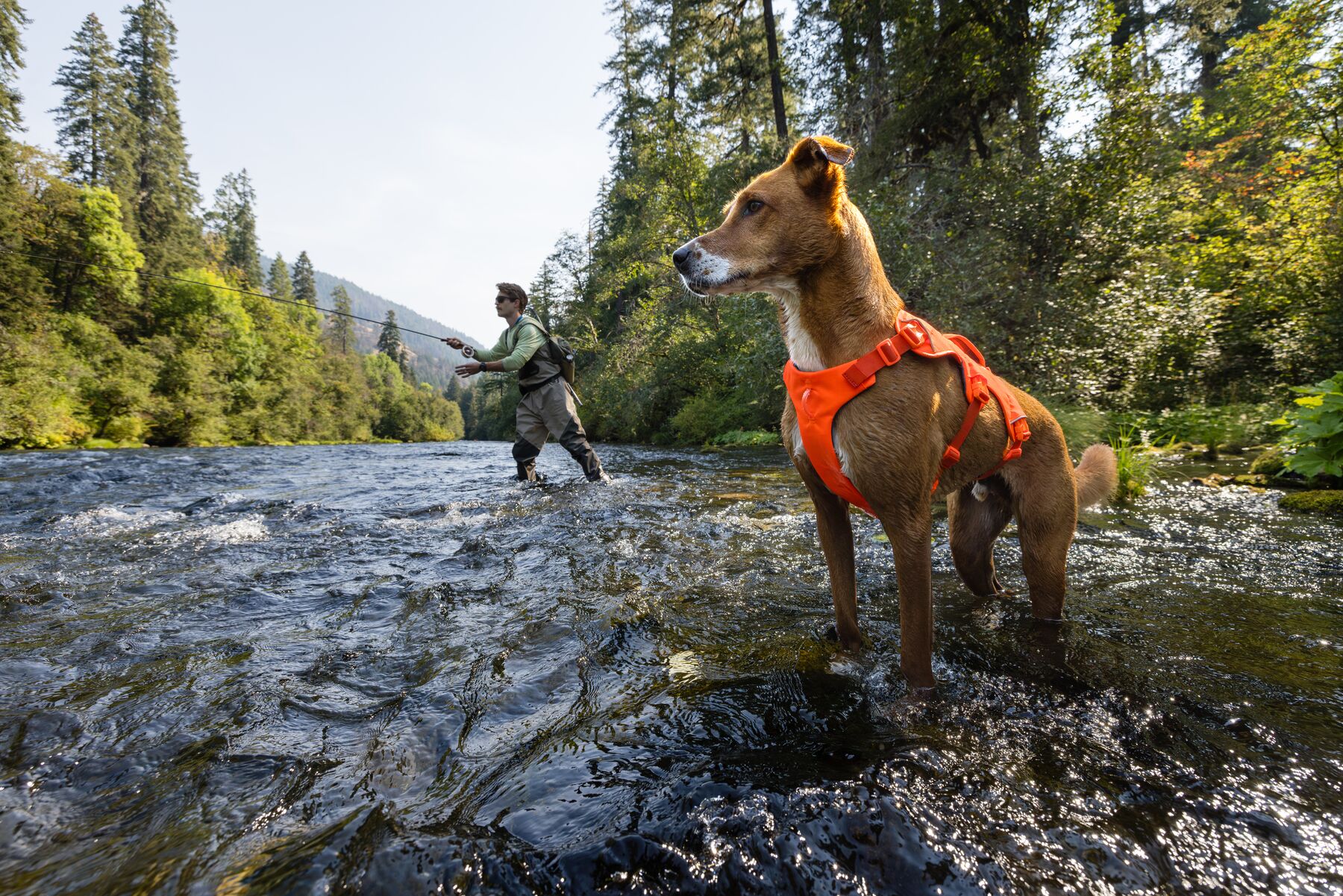 Ruffwear Web Master Dog Harness with Handle – Blaze Orange