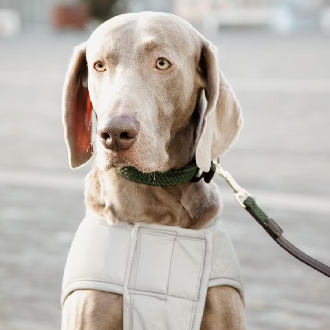 KENTUCKY DOG COAT REFLECTIVE WATER REPELLENT BELLY COVER 150GR - 4